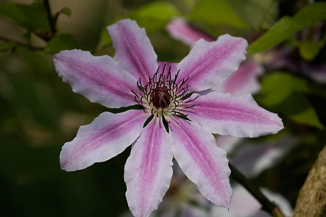 Jardin des Impressionnistes-MAI14-078